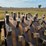 #21146-•-dual-drum-sheeps-foot-image-38