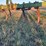 john-deere-chisel-plow-image-2