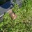 bush-hog-2615-image-11