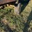 18ft-john-deere-tandem-axle-wagon-image-6