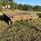 18ft-john-deere-tandem-axle-wagon-image-1