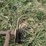 #29245-•-hand-cultivator-image-3
