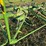 krone-5.52/4x7t-4-basket-tedder-image-7