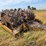 #21146-•-dual-drum-sheeps-foot-image-29