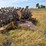 #21146-•-dual-drum-sheeps-foot-image-32