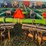jd-17.5’-soil-management-ststem-ripper-disk-image-32