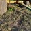 badger-tandem-axle-silage-wagon-image-8
