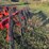 kuhn-10-wheel-speed-rake-image-13