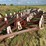 wilrich-43’-field-cult-image-3