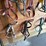 halters-&-driving-lines-image-4