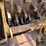 #21146-•-dual-drum-sheeps-foot-image-37