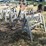 #29228-•-lot-of-(8)-wooden-sawhorses-image-4