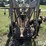 ww-cattle-chute-image-15