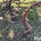 krause-4200-image-20