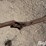 double-bale-fork-image-12