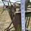 calf-cradle-squeeze-chute-image-17