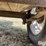 2015-carry-on-s/a-utility-trailer-image-18