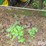 john-deere-1010-image-16