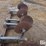 chisel-plow-levelers-w/13'-4"x4"-bar-image-14
