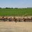 custom-3-section-tine-harow-image-1