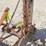 allis-chalmers-model-g-tractor-w/-implements-image-40