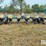 kinze-2100-image-6
