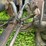 #4421-•-international-eagle-grain-truck-(no-title)-image-51