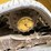 caterpillar-289d3-image-14