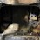2019-bobcat-t770-image-34