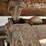 international-loadstar-image-72