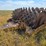 #21146-•-dual-drum-sheeps-foot-image-4
