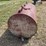 #182-•-metal-fuel-tank-on-skids-image-2
