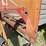 h&s-silage-box-on-knowles-tandem-running-gear-image-39