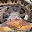 caterpillar-d4-image-27