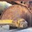caterpillar-d4-image-20