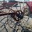 international-hay-tedder-image-8