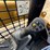 2022-caterpillar-259d3-image-14
