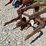3-bottom-fast-hitch-plow-image-19