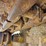 liebherr-lr631c-image-57