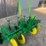 john-deere-3-point-lister-cultivator-image-4
