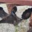 four-bottom-plow-image-20