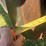 sunflower-1433-35-image-9