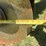 sunflower-1433-35-image-11