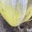 agri-products-300-image-15