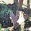 dmi-tiger-image-14