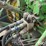 1973-john-deere-4630-image-11