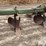 john-deere-25-image-10