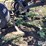 dmi-tiger-image-17