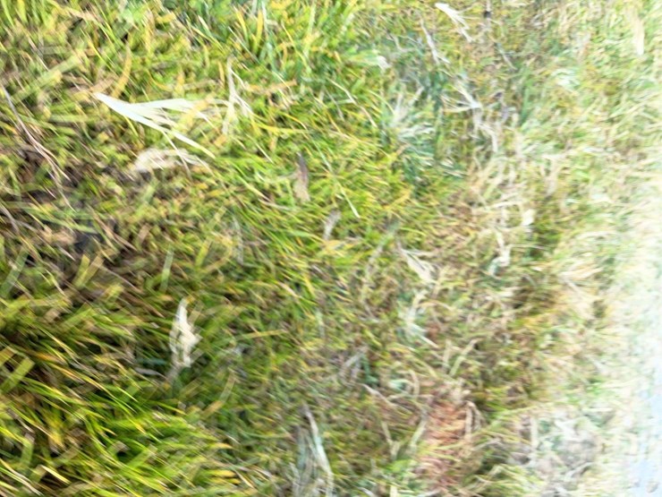 (2)-wheelbarrows-image-8