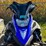#710-•-2009-yamaha-nytro-snowmobile,-2009-yamaha-nytro-snowmobile,-and-leland-trailer-(has-wi-title)-(clintonville,-wi)-image-5